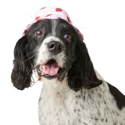 Pets at Home Strawberry Picnic Dog Hat Pink